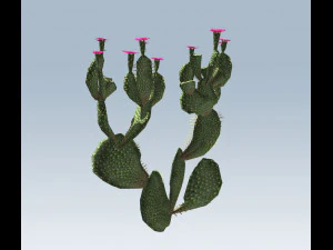 cactus 3D Model