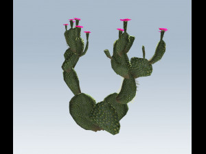 cactus 3D Model