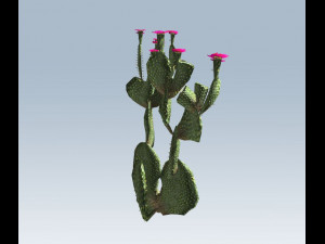 cactus 3D Model