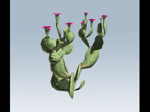 cactus 3D Model