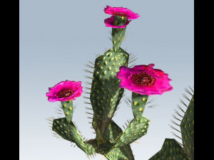 cactus 3D Model