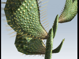 cactus 3D Model