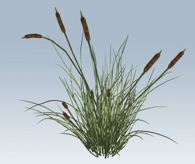 cattail 3D 모델 .c4d .max .obj .3ds .fbx .stl .blend 