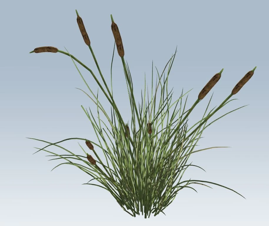 cattail 3D Model .c4d .max .obj .3ds .fbx .stl .blend 