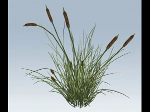 рогоз 3D Модель