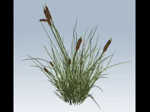cattail 3D 모델