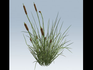 cattail 3D 모델