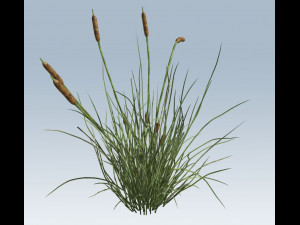 cattail 3D 모델