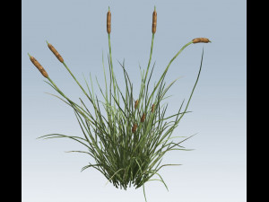 cattail 3D 모델