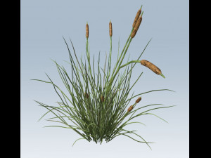 cattail 3D 모델