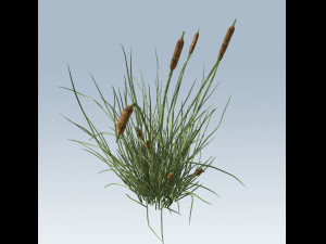cattail 3D 모델