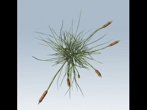cattail 3D 모델