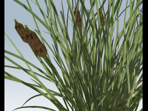 cattail 3D 모델