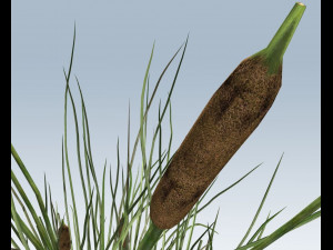 cattail 3D 모델