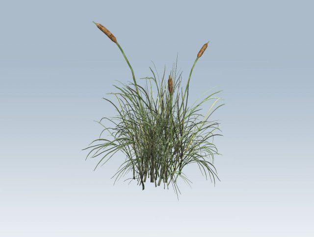 cattail Modello 3D .c4d .max .obj .3ds .fbx .stl .blend 