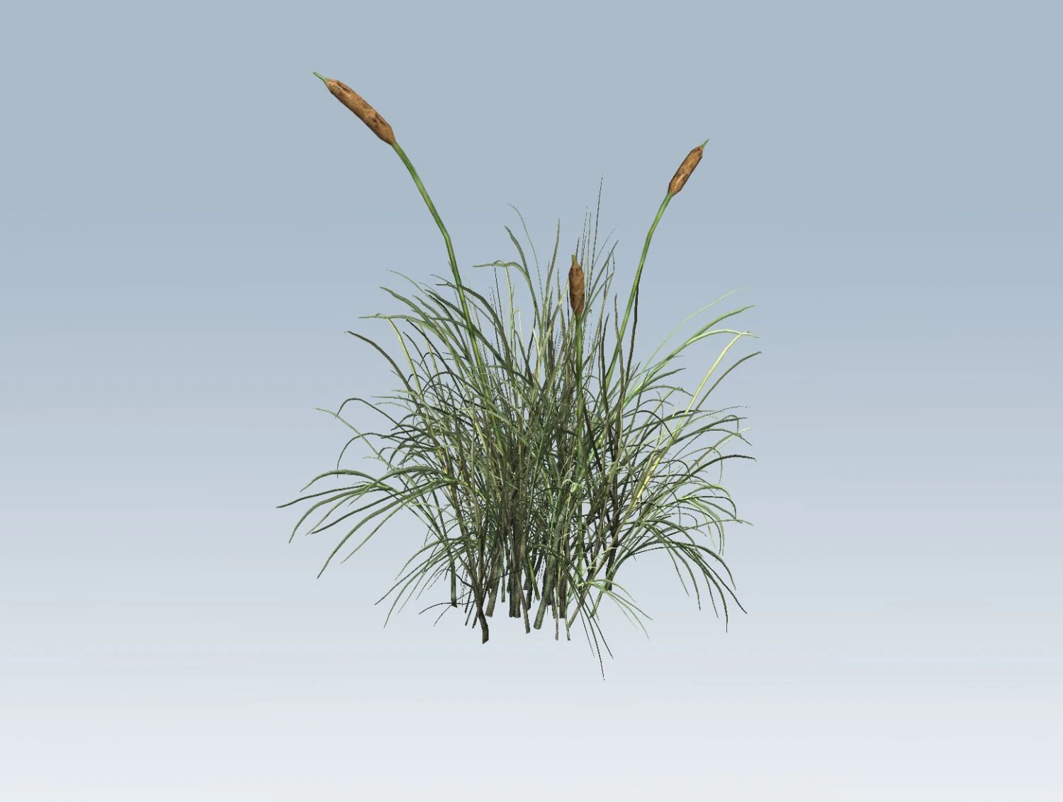 cattail 3D Model .c4d .max .obj .3ds .fbx .stl .blend 