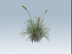 рогоз 3D Модель