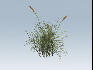 cattail Modello 3D