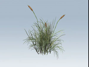 cattail 3D Model