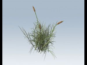 cattail Modello 3D