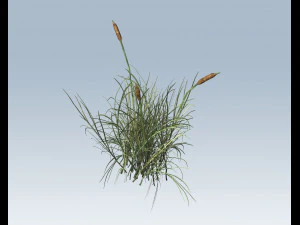 cattail 3D Model