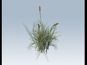 cattail Modello 3D