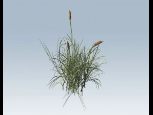 cattail 3D Model
