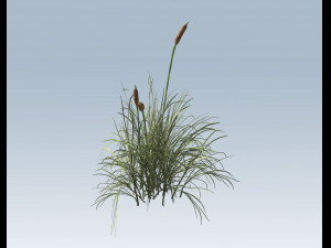 cattail Modello 3D