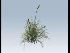 cattail 3D Model