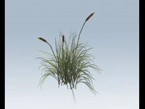 cattail 3D Model