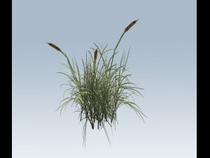 cattail Modello 3D
