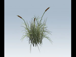 cattail 3D Model