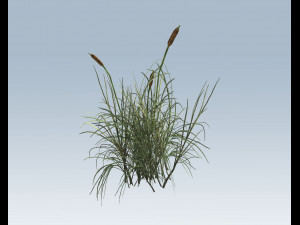 cattail Modello 3D