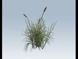 cattail 3D Model
