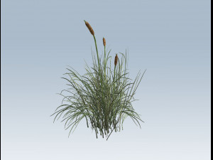 cattail Modello 3D