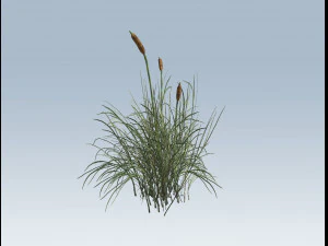 cattail 3D Model