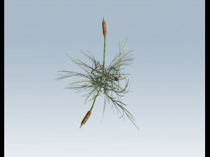 cattail Modello 3D