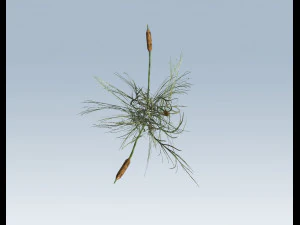 cattail 3D Model