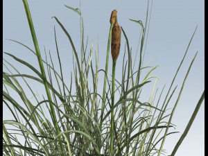 cattail Modello 3D