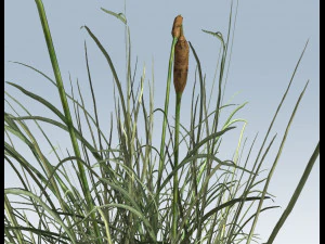 cattail 3D Model