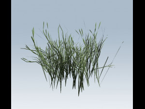 reed grass vegetation 3Dモデル
