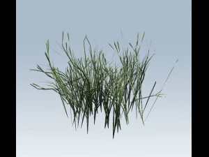 vegeta&ccedil;&atilde;o de junco Modelo 3D