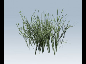 reed grass vegetation Modelo 3D