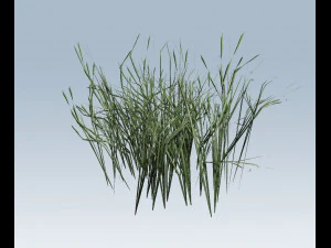 reed grass vegetation 3D Model
