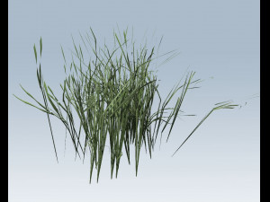 reed grass vegetation Modelo 3D