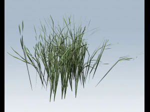 reed grass vegetation 3D Model