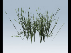 reed grass vegetation Modelo 3D