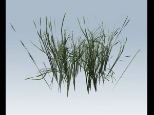 reed grass vegetation 3D Model