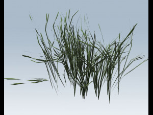 reed grass vegetation Modelo 3D