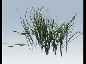 reed grass vegetation 3D Model